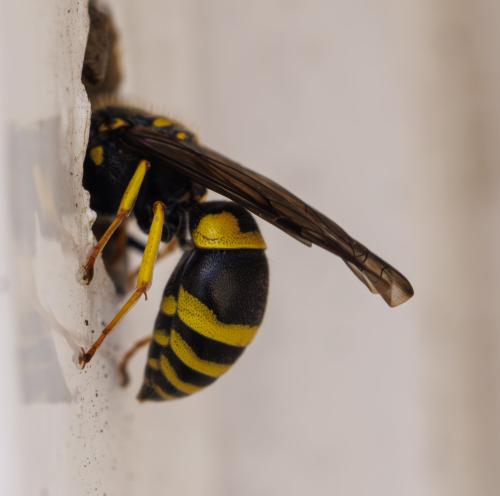 Ancistrocerus nigricornis